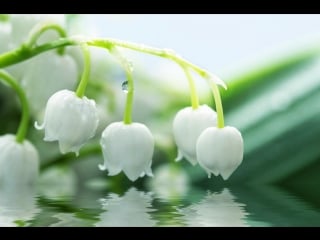 Ландыши школьницы