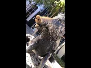 Bruce campbell happy halloween from the drooling boar