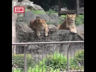 Tobe porn in aichi conducted a lion