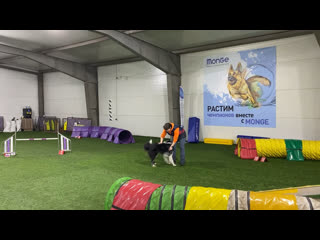 Майо, аджилити тренироа 17 02 2022