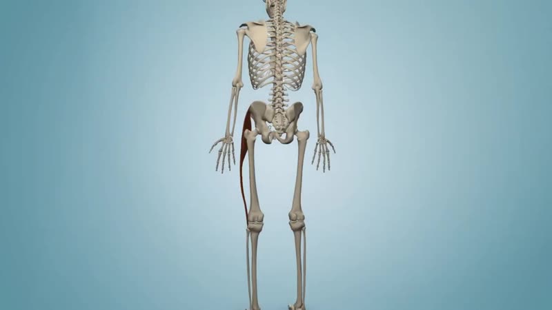 Sls болит боковая поверхность бедра и тазобедренный сустав 🔴 напрягатель широкой фа