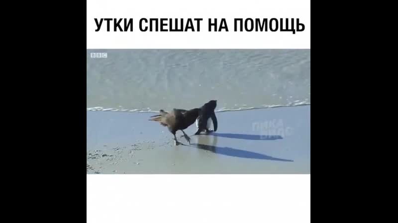 Утки спасли пингвинчика от гибели 👏
