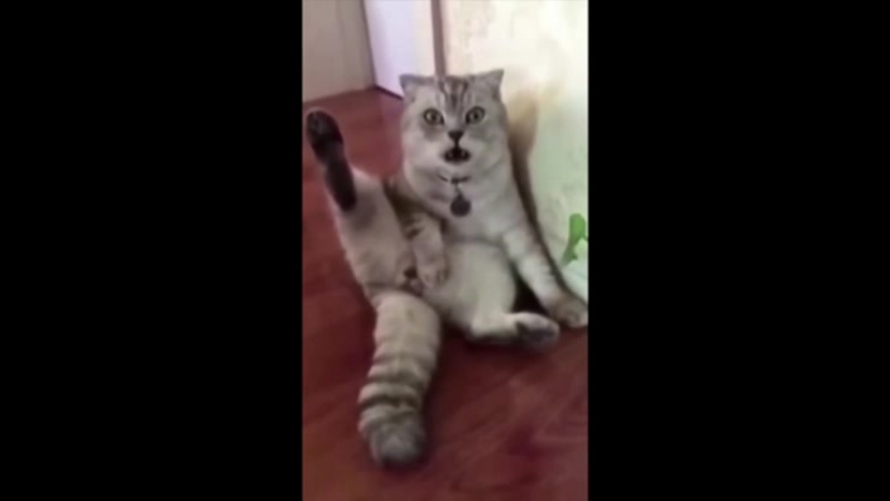 Кот осознал, что ему отчикали бубенцы