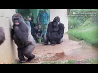 Briga ouriçada no zoológico