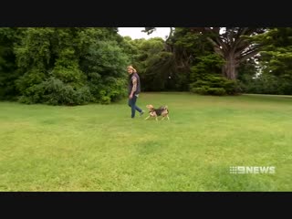 Beagle adopts baby possum