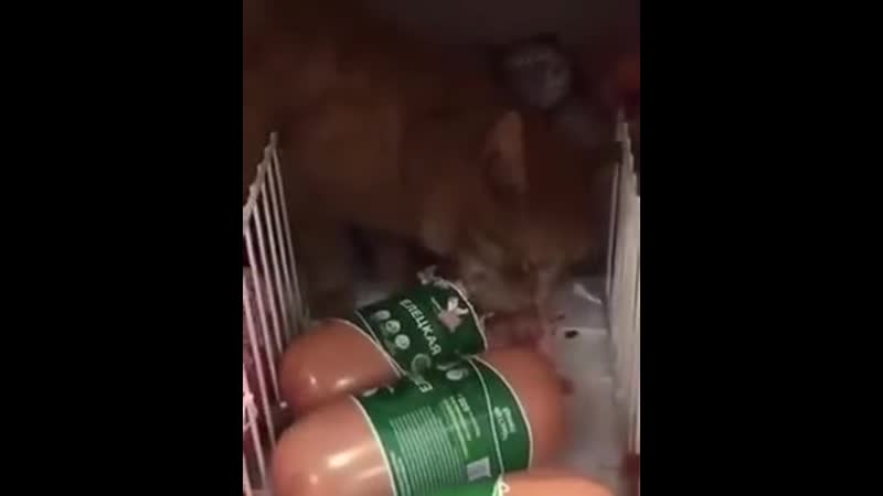 Кот дегустатор