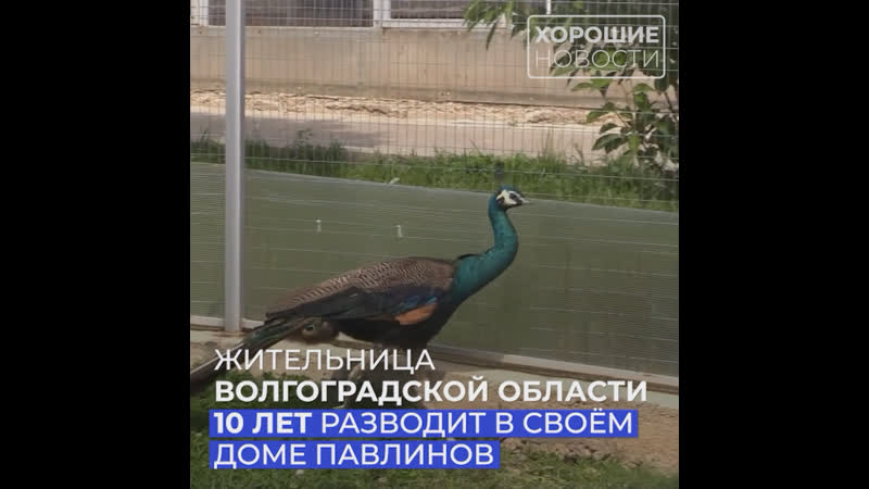 Жительница волгоградской области 18 лет разводит в своем доме павлинов