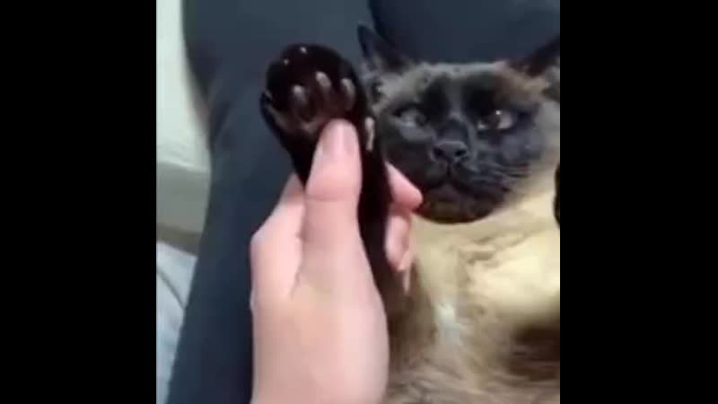 Звоним своим