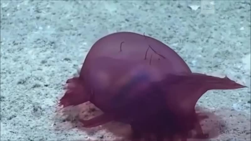 Морской огурец, или безголовый куриный монстр