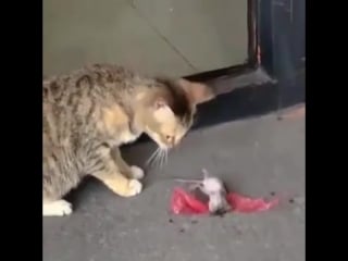 Том и джери в реальности (vhs video)