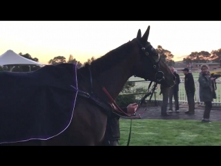 Winx at rosehill part 2