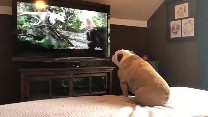 Бульдог смотрит фильм “кинг конг“ молодые лает на зверей и защищает актрису фильма "кинг конг"