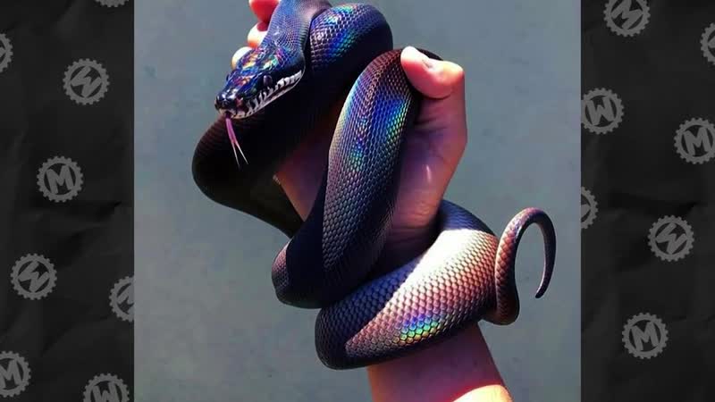 [мастерская настроения] 8 уникальных молодые, которые выиграли в генетическую лотерею