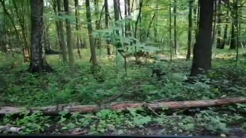 Кабанчики (гуляют)