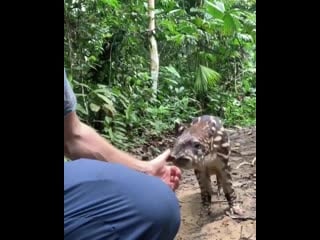 🔥 a man is being mercilessly stalked by a baby tapir (found on another sub) 🔥