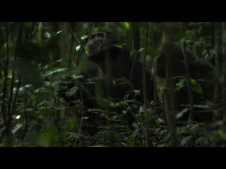 2012 porn video – Шимпанзе / disneynature chimpanzee (2012)