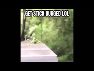 Get stick bugged lol mp4