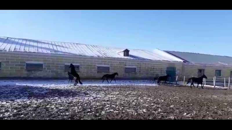 Кобылки 2018 г р 2 т/о