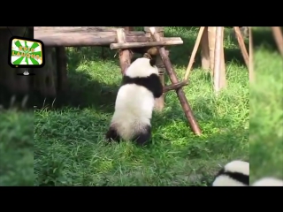 Funny pandas 🐼