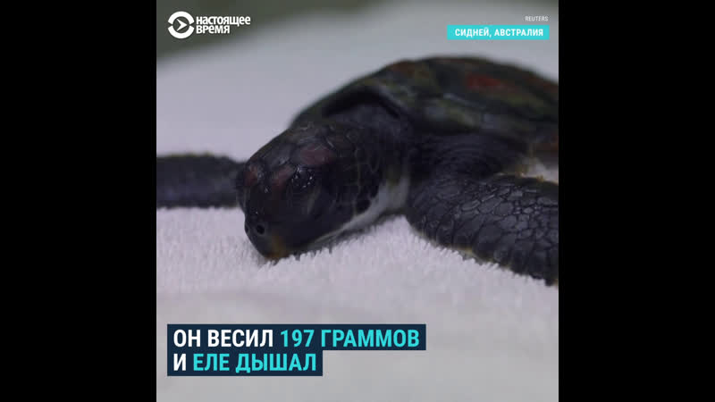 В австралии спасли отравленного пластиком черепашонка весом 197 грамм