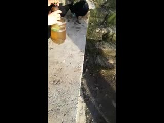 Ворон наркаман