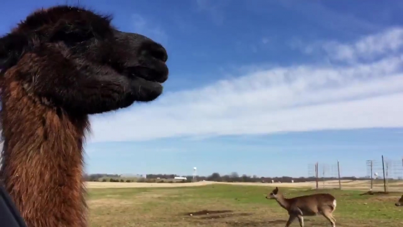 Она меня съест!