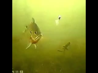 Mir okhoty rybalki 20201118 1 mp4