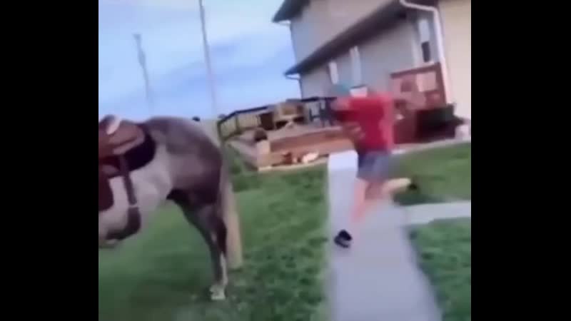 Лошадиный флекс