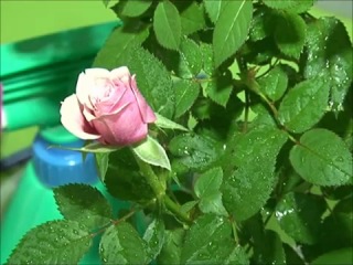 Уход за комнатными розами