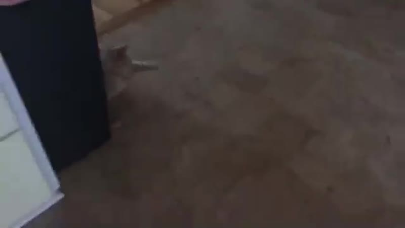 Опять, скотина, нажрался