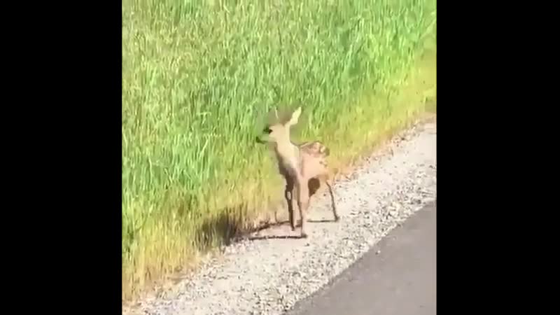 Молоденький оленёнок