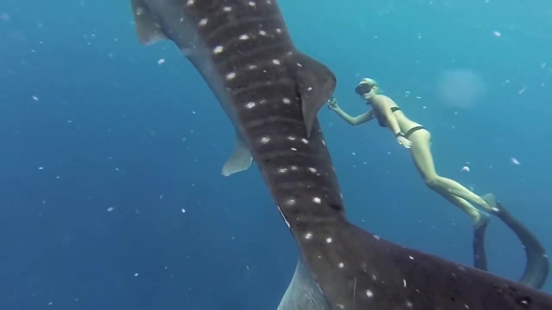 Гигантская китовая акула и хрупкая девушка