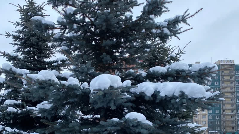 Морозные и снежные деньки в парке малиноа