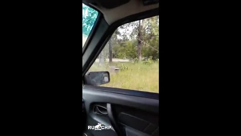 Водилу из перми достала трясогузка и он высказал всё, что было на сердце