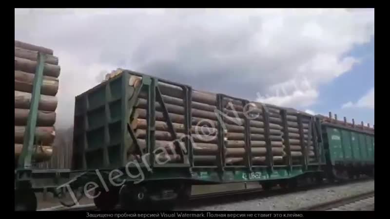 Хабаровский край лес друзьям плешивому а мы дома