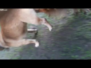 Eminem without me (porn cover) songs sex dog - BEST XXX TUBE
