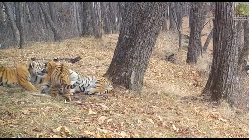 Игры диких амурских тигрят тройняшек