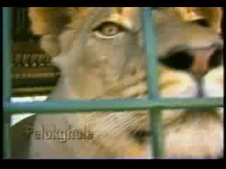 Kevin richardson and baby lion