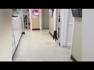 Kitten copies ping pong ball