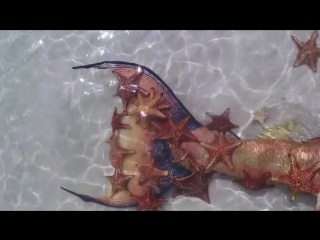 Mermaid melissa with real sea stars on starfish island