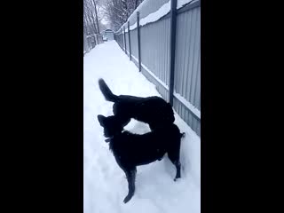 Черныш и мона