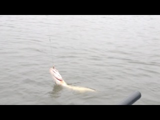 Моя рибалка