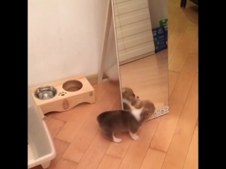 Котей играется с собакеном