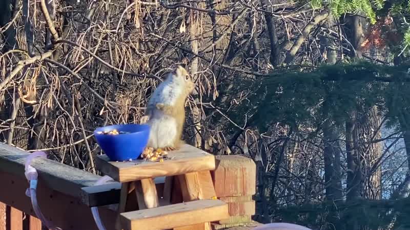 Пьяная белочка (съела забродившую грушу)