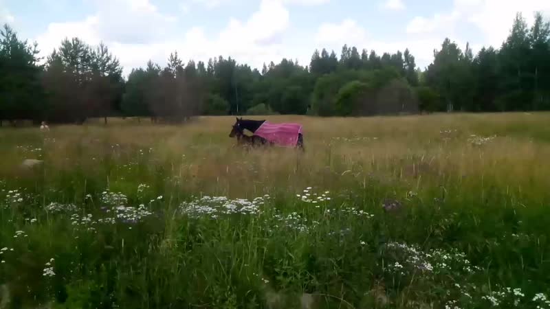 Конюшня porn video – Видео от частная конюшня приозерск