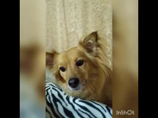 Просит нежностей