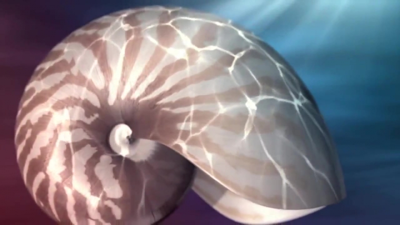 Последовательность фибоначчи в природе