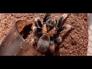 (brachypelma emilia) л12 оккккктяяяяябрь