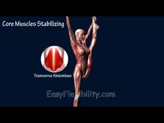 Sls how to heel stretch tutorial cheerleading stunt muscle anatomy cheer stunts easy