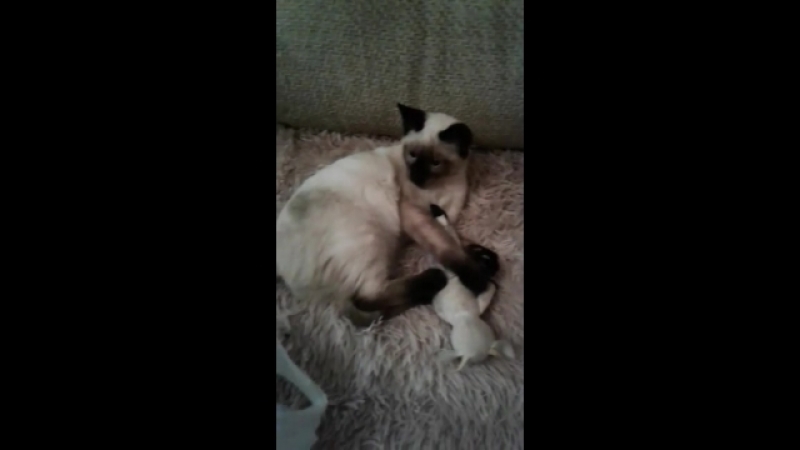 Тося(дочка)